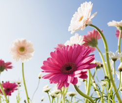 ぽっちゃりお花